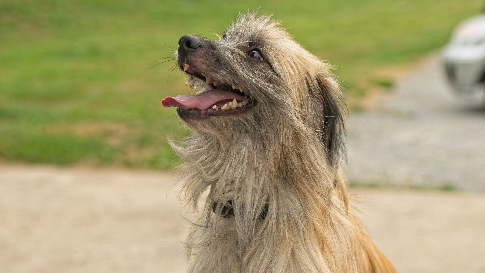 Pyrenean Sheepdog (Long Haired)